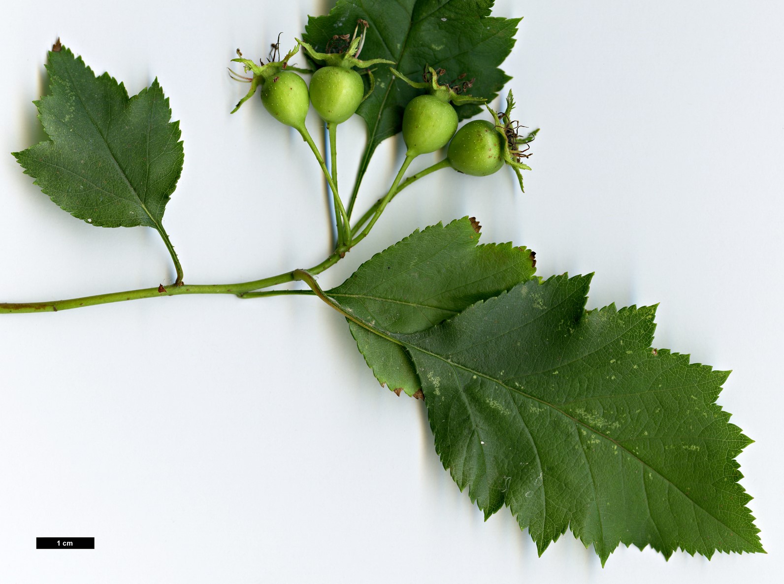 High resolution image: Family: Rosaceae - Genus: Crataegus - Taxon: intricata - SpeciesSub: var. fortunata